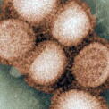 ノロウイルスの症状と予防